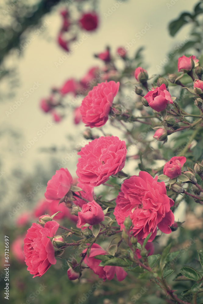 Rose flowers Rose flowers
