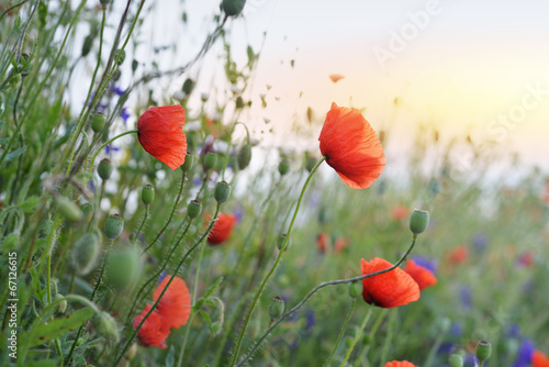 Fototapeta Naklejka Na Ścianę i Meble -  Poppy Flowers