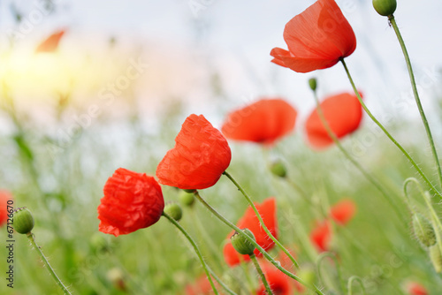 Fototapeta Naklejka Na Ścianę i Meble -  Poppy Flowers
