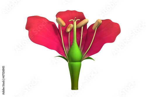 Canvastavla Parts of a flower