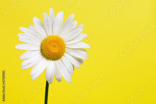 Fotografia Daisy flower on yellow background