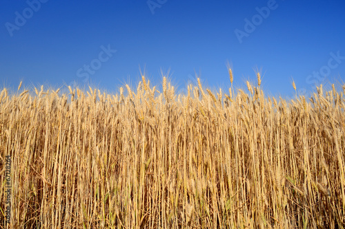Wheat ears on blue sky background