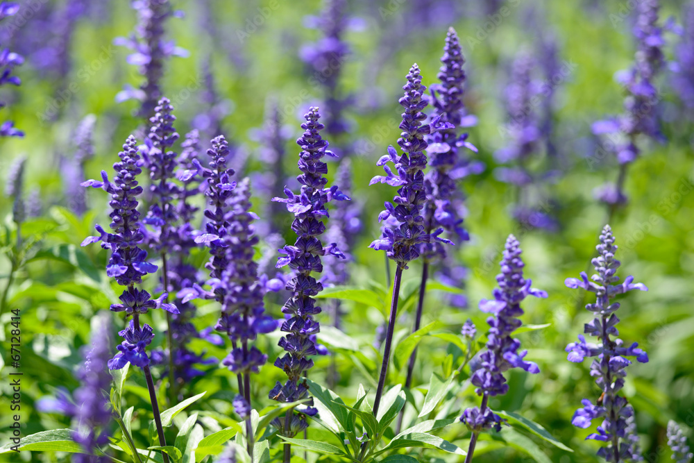 Fototapeta premium Lavender flowers closeup