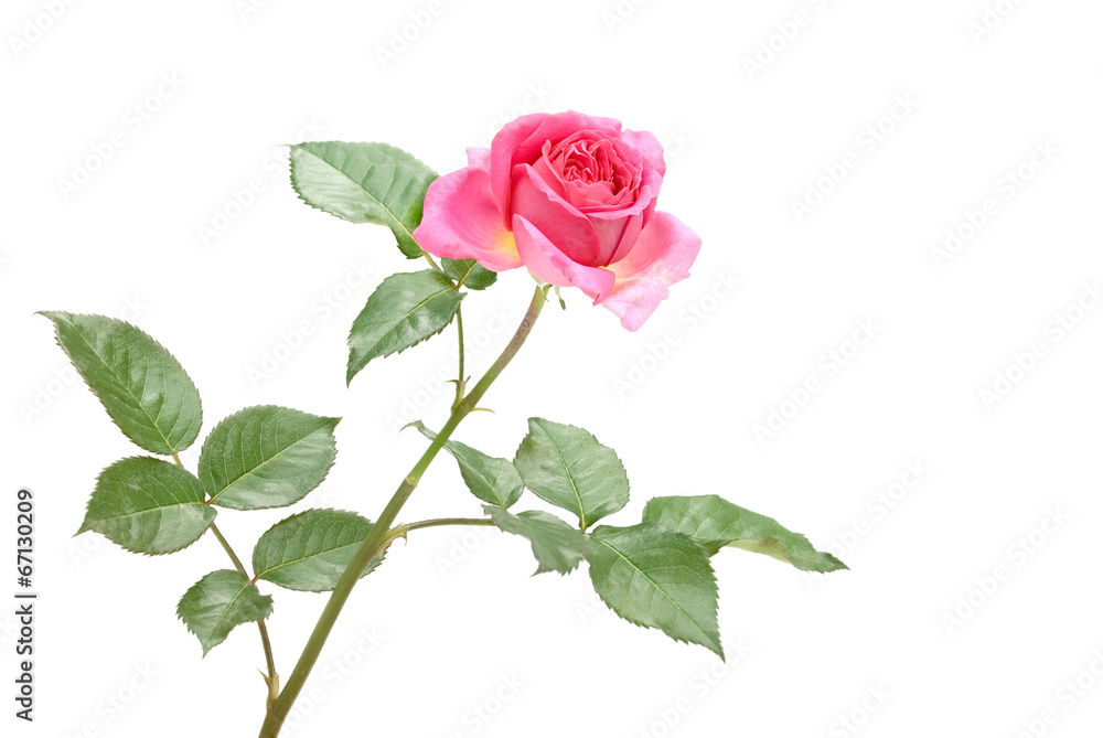 Rose Rose