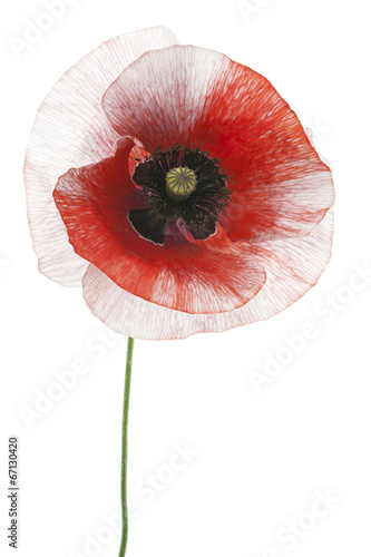 Fototapeta Naklejka Na Ścianę i Meble -  poppy