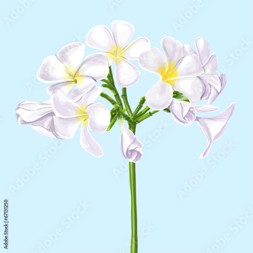 vector flower