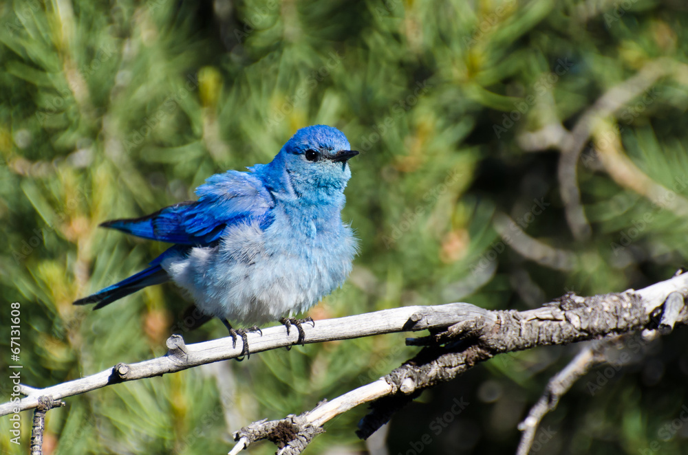 Ruffled Mountain Bluebird Perched in a Tree