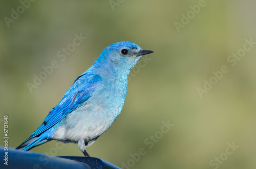 Profile of a Mountain Bluebird © rck
