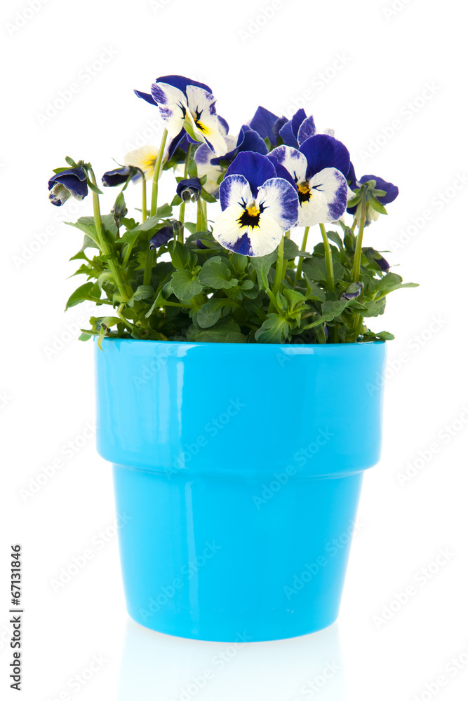 Blue pansy plant in flower pot Blue pansy plant in flower pot
