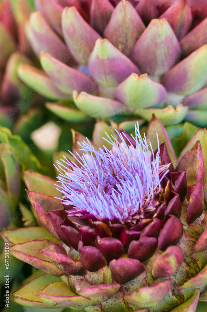 Artischockenblüte, Cynara cardunculus, Edelgemüse Artischockenblüte, Cynara cardunculus, Edelgemüse