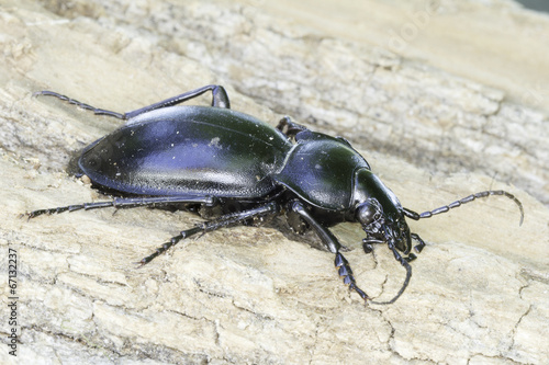 Carabus glabratus / smooth ground beetle photo