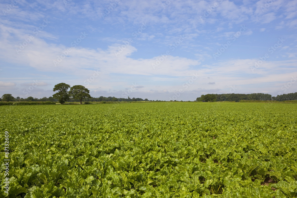 sugar beet field in summer