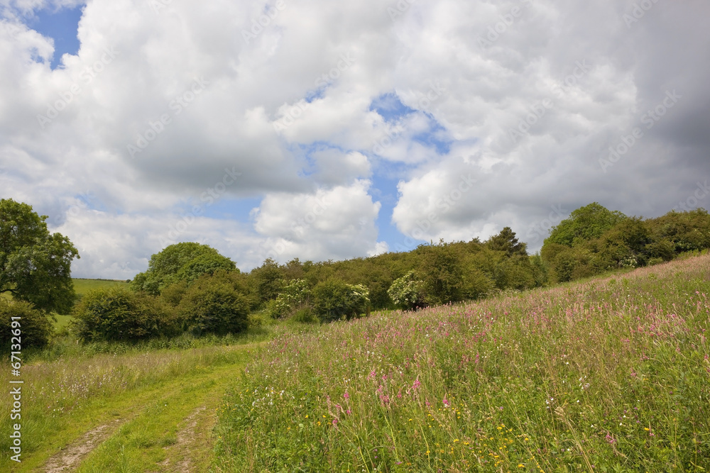 summer landscape with sainfoin flowers