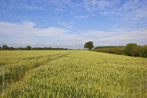 yorkshire wheat field