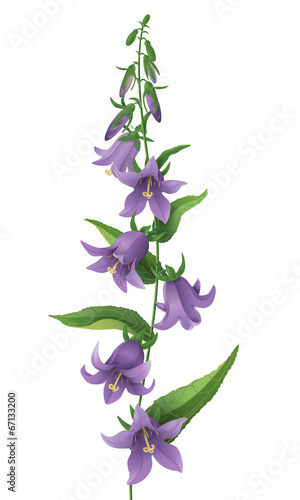 Bluebell flower.
