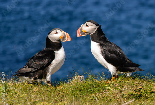 Photography Atlantic puffins