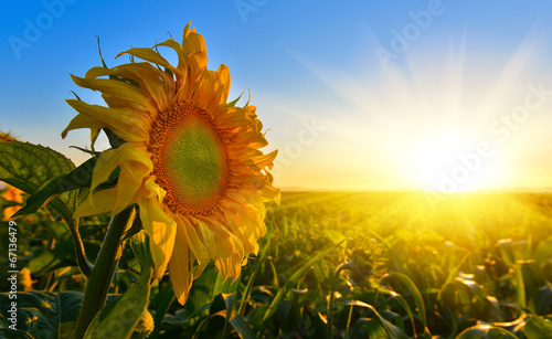 Fototapeta Naklejka Na Ścianę i Meble -  Подсолнечник