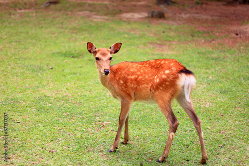 Sika Deer (Cervus nippon) in Japan 