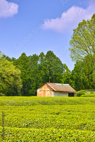 茶畑と作業小屋