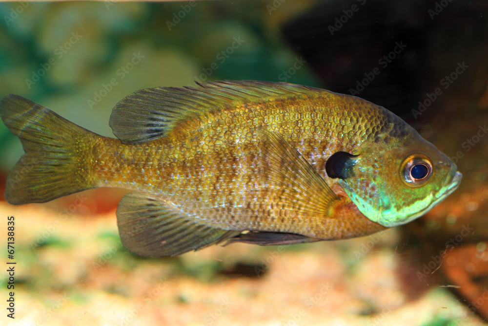 Fototapeta premium Bluegill Sunfish (Lepomis macrochirus) in Japan