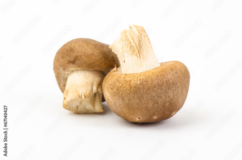 Mushroom Mushroom