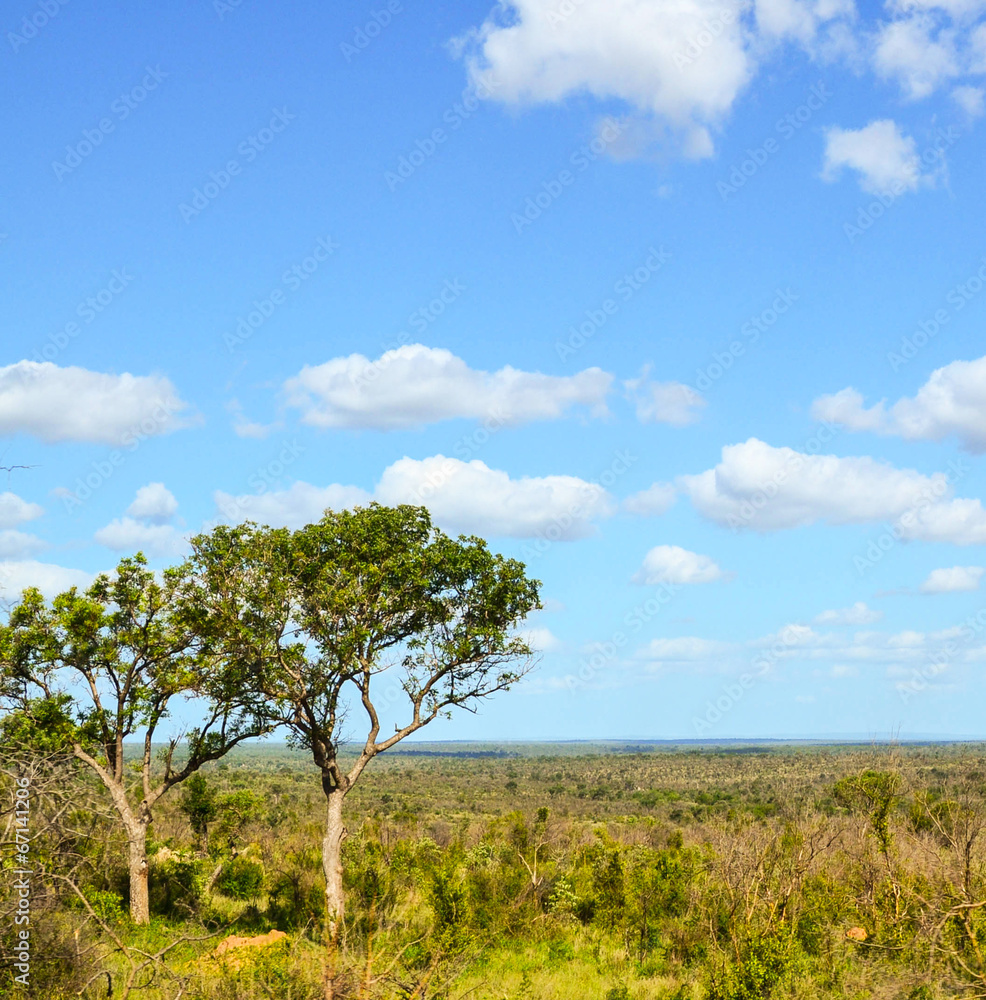 Acacia tree in the open savanna plains
