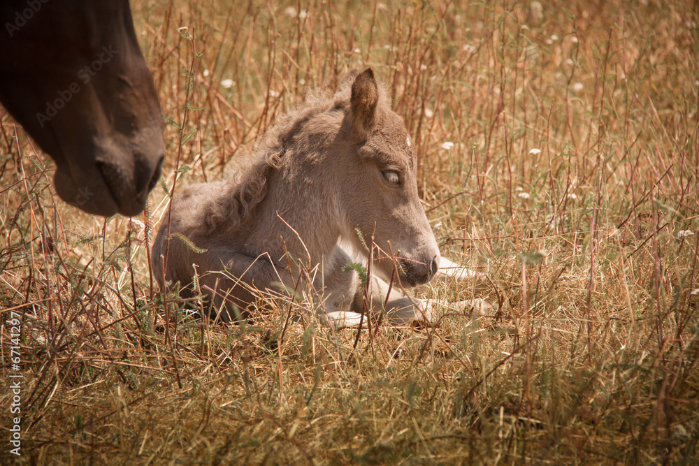 Fototapeta premium Mutterstute und Fohlen