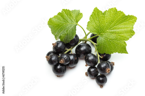 Photography Ribes nigrum (Blackcurrant) fruit and leaves
