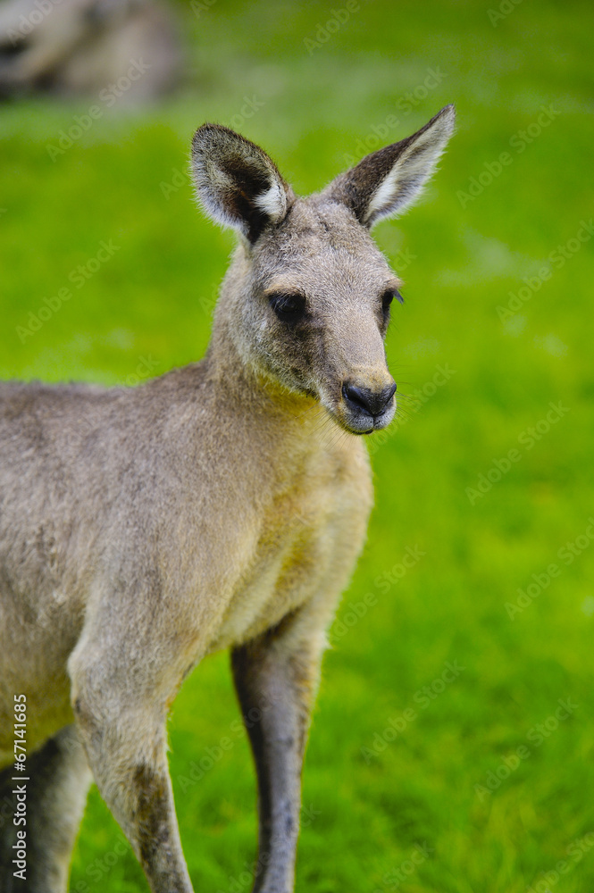 カンガルー