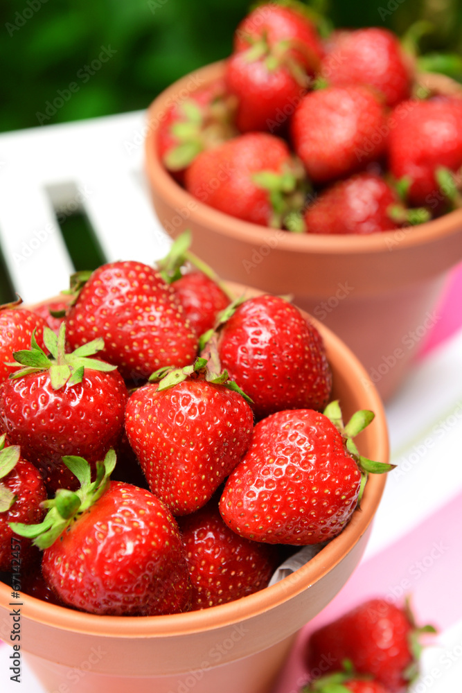 Ripe sweet strawberries in pots on table in garden Ripe sweet strawberries in pots on table in garden