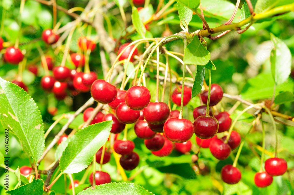 Branch of ripe cherry Branch of ripe cherry