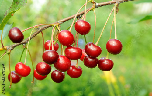 Branch of ripe cherry
