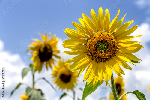 Sunflowers in the field