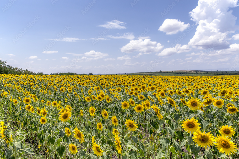 Sunflowers in the field