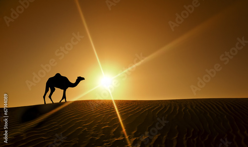 Silhouette of a camel walking alone in the Dubai desert