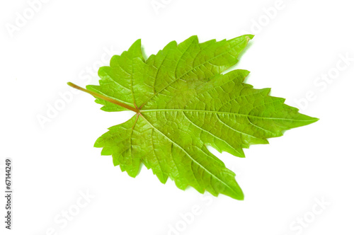 leaf from the vine on a white background