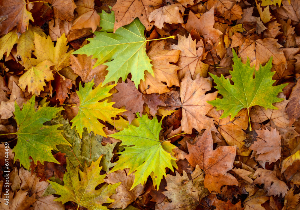 Autumn leaves background - Autumn concept