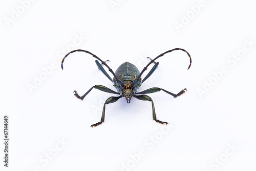 Musk beetle (Aromia moschata)