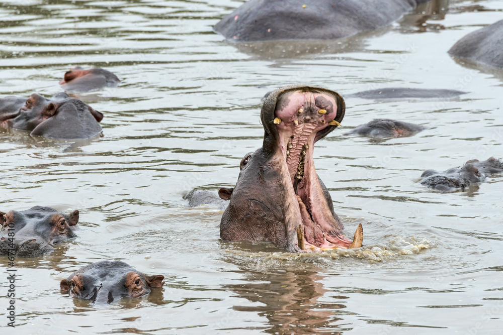 Fototapeta premium Tansania-Flusspferd-15174