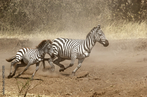 Two zebras gallopping