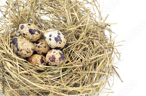 Urban birds nest with three eggs inside, isolated on white.