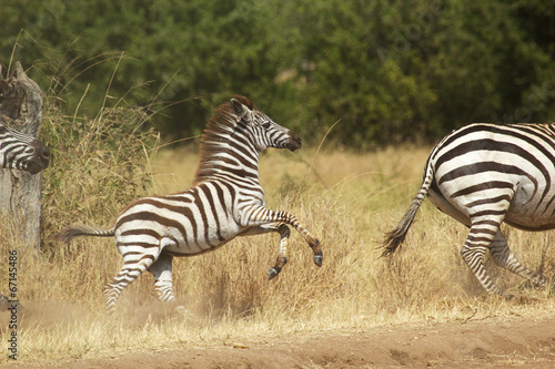 A young zebra gallopping