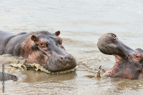 Tansania-Flusspferd-15306 © eSchmidt