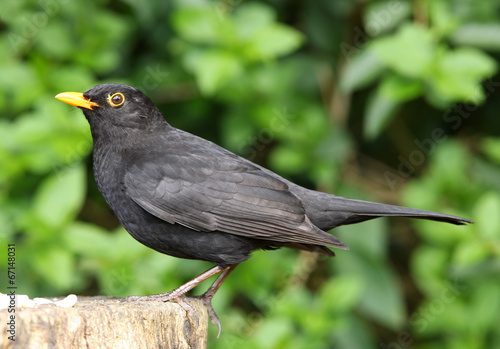 Close up of a Male Blackbird