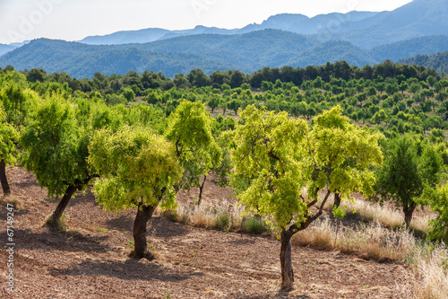 Fototapet Almond trees with Ports de Besseit Mountains in the background