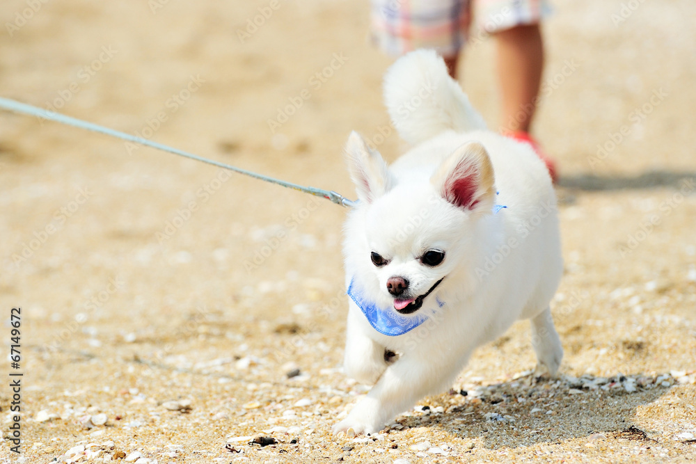 砂浜と白いチワワ Stock Photo Adobe Stock