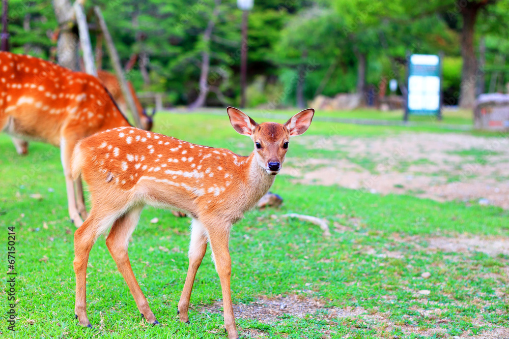 Sika Deer (Cervus nippon) fawn in Japan Sika Deer (Cervus nippon) fawn in Japan