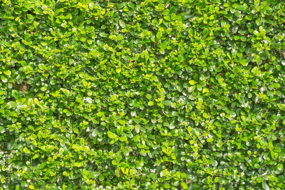 leaf background leaf background