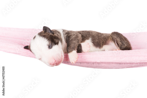 adorable newborn bull terrier puppy