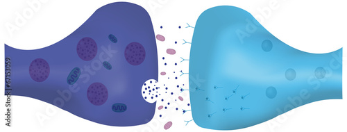 Synapse